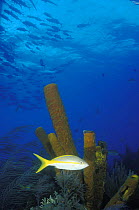 Yellowtail snapper (Ocyurus chrysurus) in front of Yellow tube sponges (Aplysina fistularis), Belize