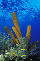 A typical Caribbean reef scene with small colourful fish in front of big Yellow tube sponges (Aplysina fistularis) and a shoal of jacks (Carangidae) swimming above, Belize