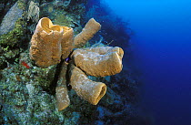 Big Yellow tube sponges (Aplysina fistularis) on a Caribbean reef, Belize