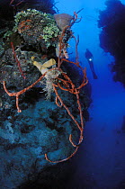 Red rope sponge (Amphimedon compressa) and a Pink vase sponge (Niphates digitalis) with a scuba diver holding a torch in the background, Lighthouse Reef Atoll, Belize   Model released.