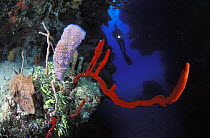 Red rope sponge (Amphimedon compressa), Pink vase sponge (Niphates digitalis) and a scuba diver with a torch between two underwater pinnacles, Lighthouse Reef Atoll, Belize Model released.