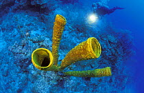 A scuba diver shining his torch on big Yellow tube sponges (Aplysina fistularis), Belize