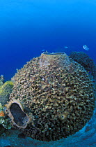 Oddly shaped round Barrel sponge (Xestospongia muta), Lighthouse Reef Atoll, Belize
