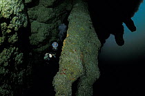 Scuba diving at the Blue Hole dive site, a perfectly circular limestone sinkhole with stalactites and limestone formations, Lighthouse Reef System, Belize   Model released.