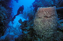 Giant barrel sponge (Xestopongia muta) with a scuba diver on a Caribbean reef, Belize.   Model released.
