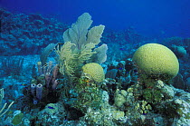 A Caribbean coral garden with two Brain coral (Faviidae) heads in the foreground, Belize