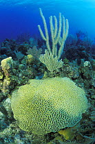 Brain coral (Faviidae) on a reef, Belize