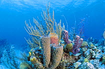 Vase sponges, tube sponges (Porifera) and a Gorgonian sea fan (Gorganacea), Belize