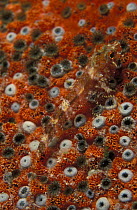 Triplefin blenny (Blenniidae sp.) fish hiding among red coral (Anthozoa sp.), Belize