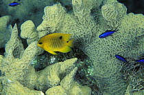 Juvenile threespot damselfish (Stegastes planifrons) and some smaller Blue chromis (Chromis Cyanea) swimming among the blades in a small colony of thin lettuce coral (Agaricia tenuifolia), Lighthouse...