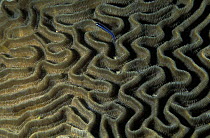 A goby fish (Gobiidae) making its way across the surface of Labyrinthine brain coral (Diploria labyrinthiformis), Belize