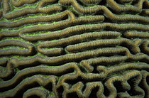 Close-up of Labyrinthine brain coral (Diploria labyrinthiformis), Belize