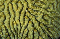 Close-up of the patterns on maze coral (Scleractinia), Belize