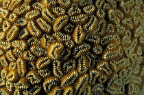 Close-up of stony coral (Scleractinia) on a reef, Belize