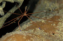 Arrow crab (Stenorhynchus setircornis), Belize