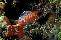 Squirrelfish (Holocentrus adscensionis) on a reef, Belize