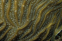 The patterns on a sheet coral, Belize