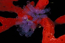 Painted tunicate (Clavelina picta) on bright red rope sponge, Belize