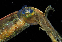 Caribbean reef squid (Sepioteuthis sepioidea), the only squid species commonly sighted by divers over inshore reefs in Belize