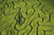 A goby fish (Gobiidae) making its way across the surface of Labyrinthine brain coral (Diploria labyrinthiformis), Belize