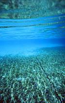 Anchor chain lying along a grass and sand seabed in clear water.