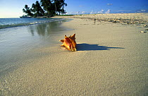 The shell of a conch lying on a sandy beach, Belize.