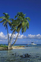Cruising catamarans anchored off a beach, Belize.