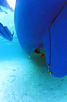 Underwater view of a yacht's hull in turquoise water, Belize.
