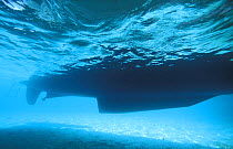 Underwater view of a catamaran hull in turquoise water, Belize.