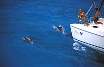 Dolphins (Delphinidae sp) playing off the bow of a Prout 38 catamaran, Bahamas.