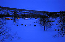 Huskies (Canis familiaris) sit in the snow at the overnight camp after a day's dog sledding, Norway.