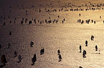 Sunset over the fleet as they make their way to the finish line off Cowes in the Round the Island Race, Solent, UK, 1997.
