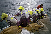 Crew haul a sail from the bow following a sail change on "The Card" during the Whitbread Round the World Race, 1989-90.