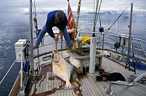 Phil Wade, skipper of the 118ft S&S designed superyacht, "Timoneer", catches a large halibut (Pleuronectidae) off Southeast Alaska.