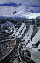 Fin whale skeletons at Port Lockroy, Antarctic Peninsula.