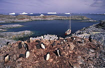 Adelie penguin (Pygoscelis adeliae) colony, Dream Island, Antarctic Peninsula.