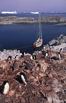 Colony of Adelie penguins (Pygoselis adeliae) with "Kotick" yacht behind, Dream Island, Antarctica.