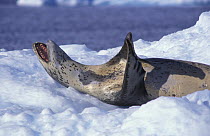 Leopard seal (Hydrurga leptonyx) with mouth open lying on its back on the ice, Antarctic Peninsula.