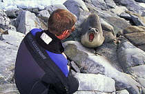 Nervous female elephant seal (Mirounga leonina) barks a warning to a diver, Antarctic Peninsula.