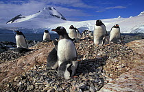 Colony of breeding Gentoo penguins (Pygoscelis papua) with chicks, Port Lockroy, Antarctic Peninsula.