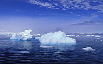 Icebergs on the Antarctic Peninsula.