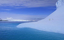 Adelie penguins (Pygoscelis adeliae) on a weathered iceberg, Antarctic Peninsula.