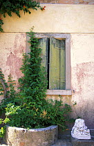 Plant pot outside shuttered house, Venice, Italy.