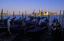 Row of gondolas tied to mooring posts with St. Mark's Basilica and the Campanile di San Marco  in the background, Venice, Italy.