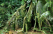 Buttress tree roots in rainforest, Carp island, Palau.