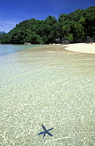 Blue sea star just off the beach, Rock islands, Palau, Micronesia.