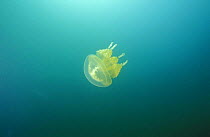 Papua jellyfish (Mastigias papua) in Ongeim'l Tketau / Jellyfish lake, a marine lake in Palau, Micronesia.