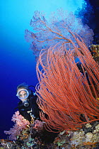 Diver and red whip coral or gorgonian whip coral (juncella sp), Palau.