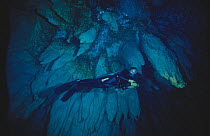 Diver in Chandelier cave, Palau.