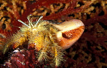 Hermit crab (aniculus maximus) in its shell, Palau, Micronesia.